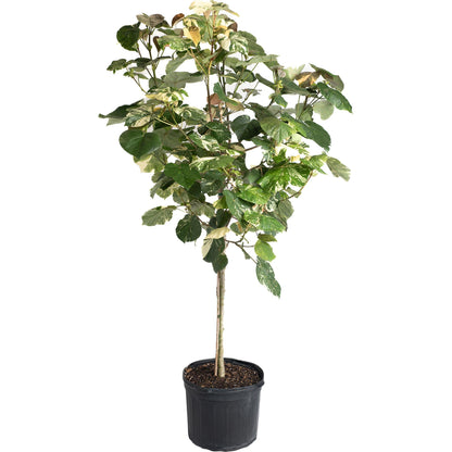 Variegated Hibiscus Tiliaceus plant with cream and green leaves in a black pot on Tampa Home & Garden Store