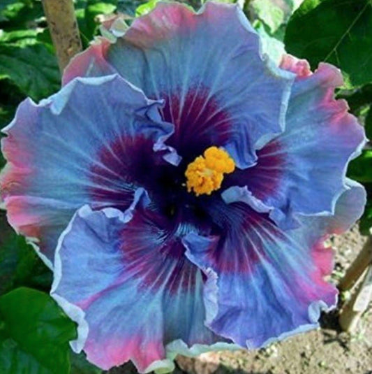 Fairy Dust Hibiscus Seeds - Perennial Flower Seed - Easy to Grow - Huge 10-12 Inch Flowers - Tampa Home & Garden Store