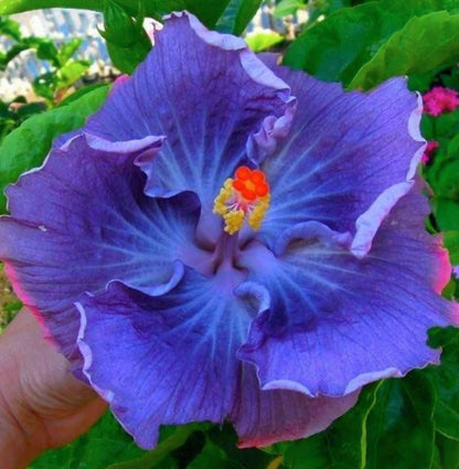 Fairy Dust Hibiscus Seeds - Perennial Flower Seed - Easy to Grow - Huge 10-12 Inch Flowers - Tampa Home & Garden Store