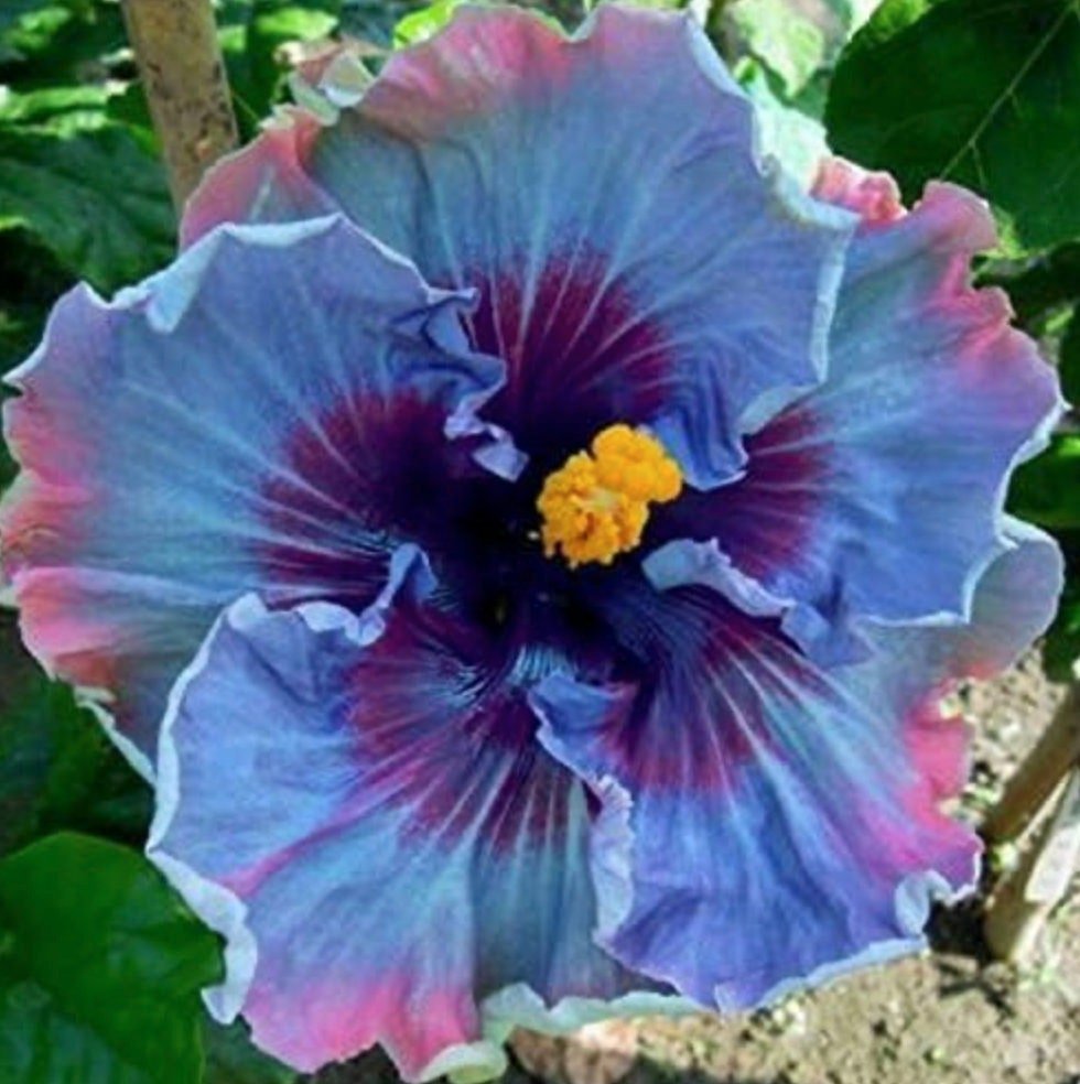 Fairy Dust Hibiscus Seeds - Perennial Flower Seed - Easy to Grow - Huge 10-12 Inch Flowers - Tampa Home & Garden Store