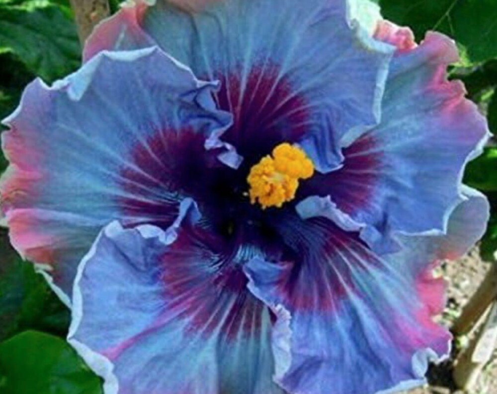 Fairy Dust Hibiscus Seeds - Perennial Flower Seed - Tampa Home & Garden Store
