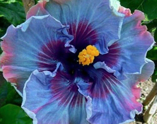 Fairy Dust Hibiscus Seeds - Perennial Flower Seed - Tampa Home & Garden Store