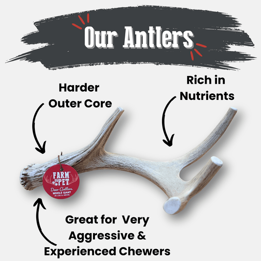 Deer Antler Dog Chews by Farm To Pet, natural organic dog treats (2 pieces) on Tampa Home & Garden Store