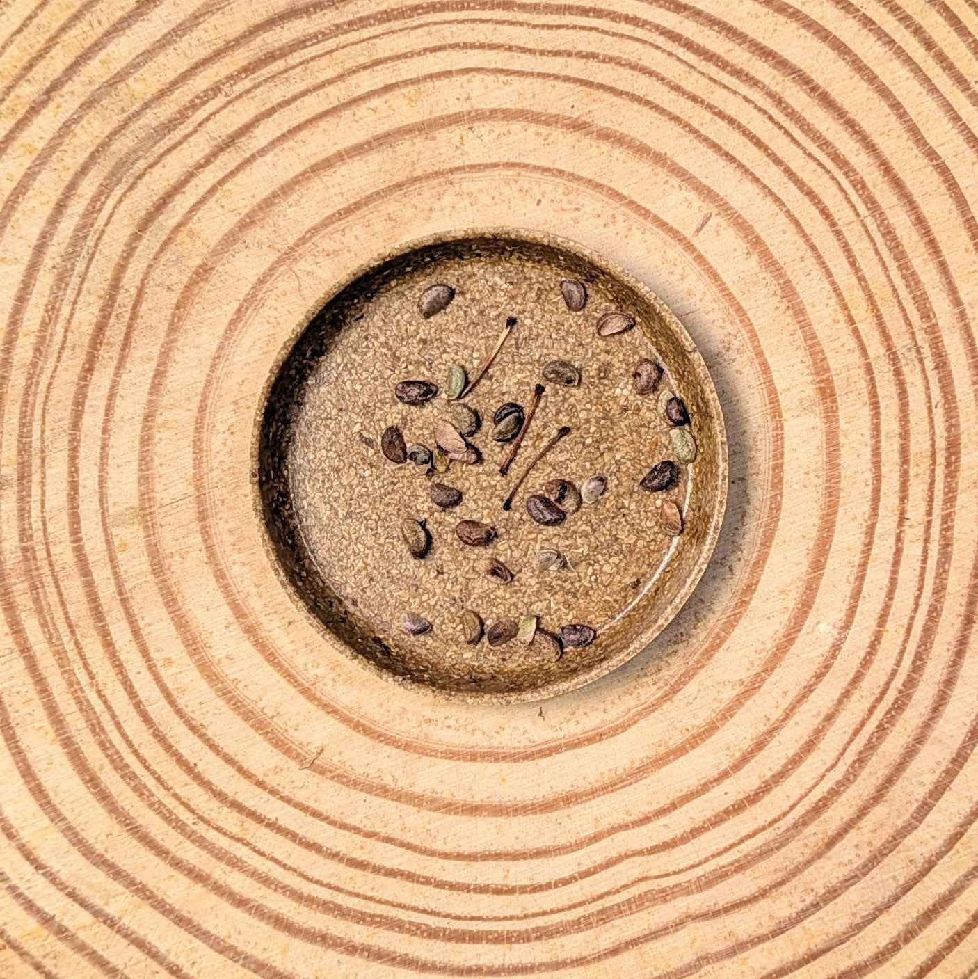 Fatsia Japonica 'Japanese Aralia' Seeds - Tampa Home & Garden Store