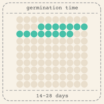 Fatsia Japonica 'Japanese Aralia' Seeds - Tampa Home & Garden Store