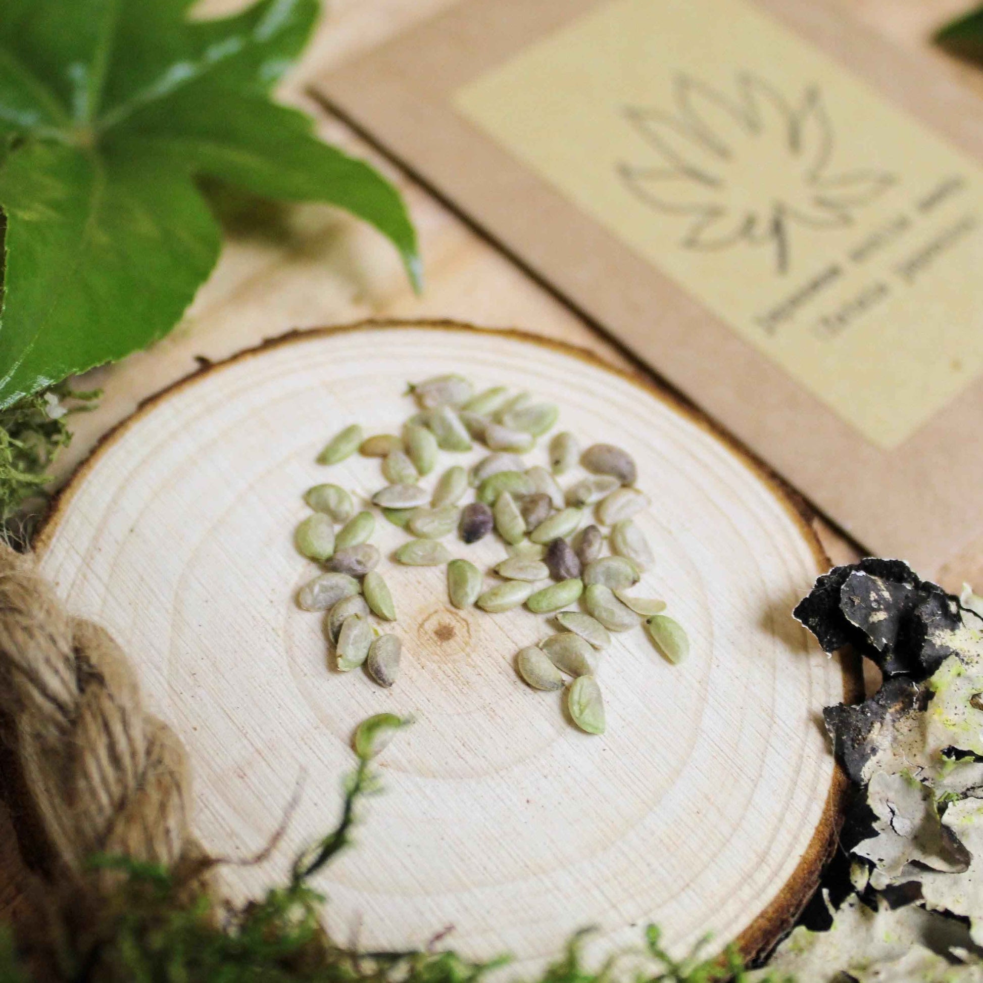 Fatsia Japonica 'Japanese Aralia' Seeds - Tampa Home & Garden Store