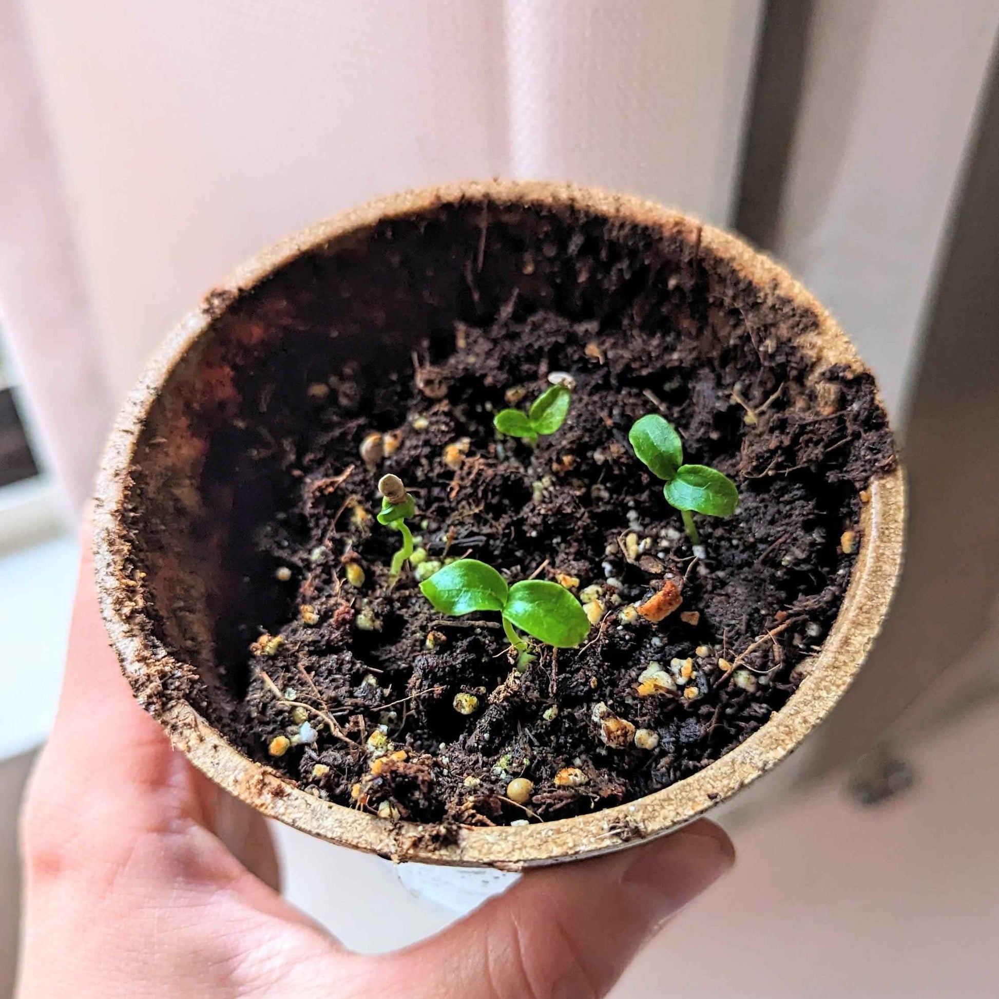 Fatsia Japonica 'Japanese Aralia' Seeds - Tampa Home & Garden Store