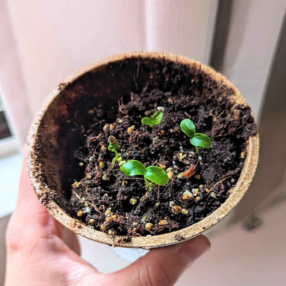 Fatsia Japonica 'Japanese Aralia' Seeds - Tampa Home & Garden Store