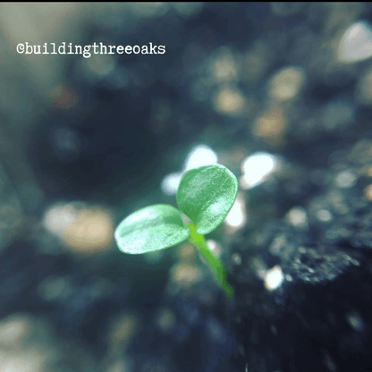 Fatsia Japonica 'Japanese Aralia' Seeds - Tampa Home & Garden Store