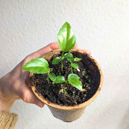 Fatsia Japonica 'Japanese Aralia' Seeds - Tampa Home & Garden Store