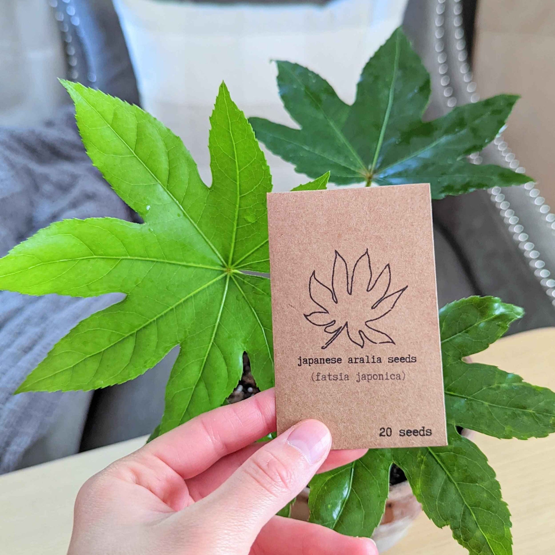 Fatsia Japonica 'Japanese Aralia' Seeds - Tampa Home & Garden Store