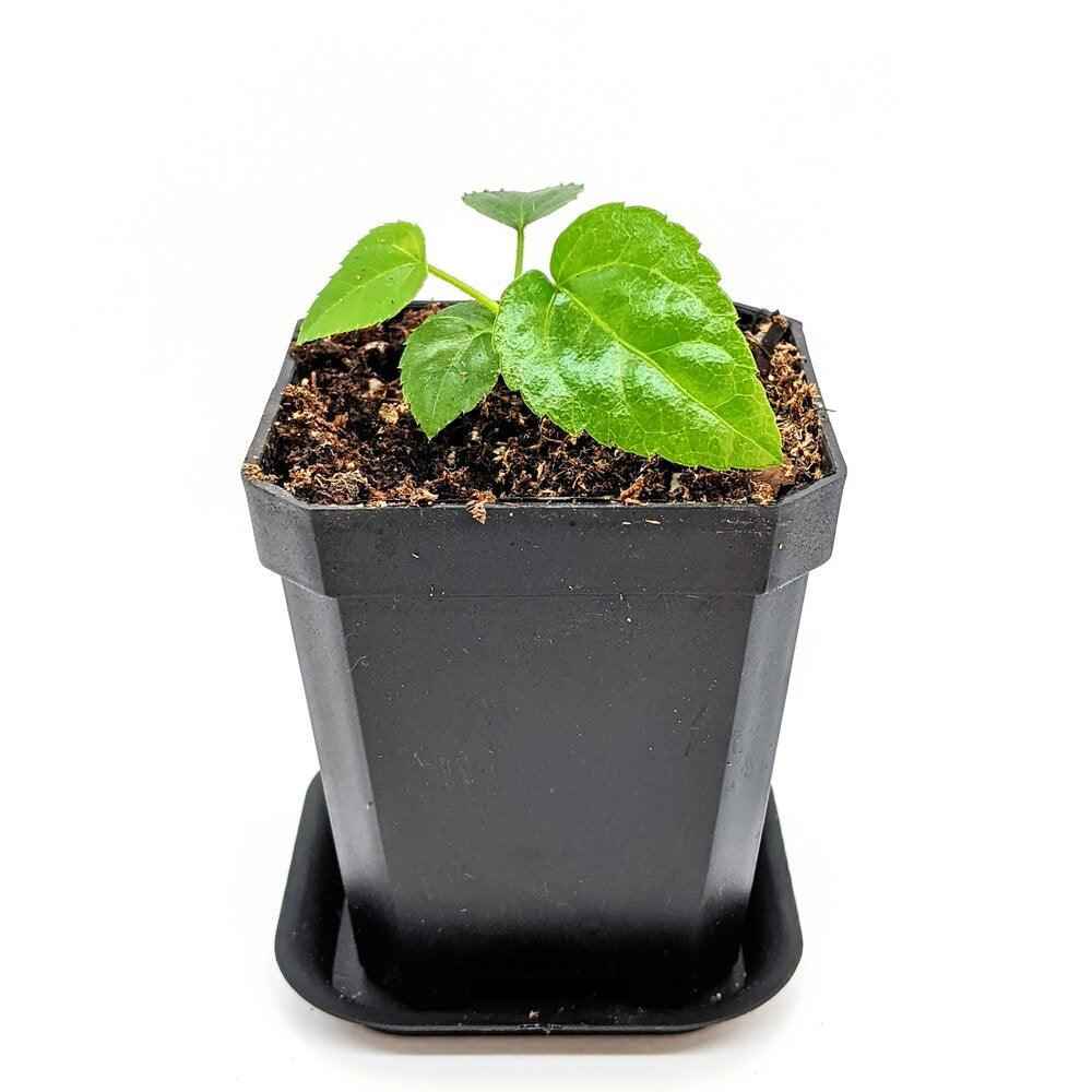 Fatsia Japonica 'Japanese Aralia' Seeds - Tampa Home & Garden Store