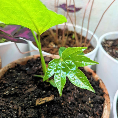 Fatsia Japonica 'Japanese Aralia' Seeds - Tampa Home & Garden Store