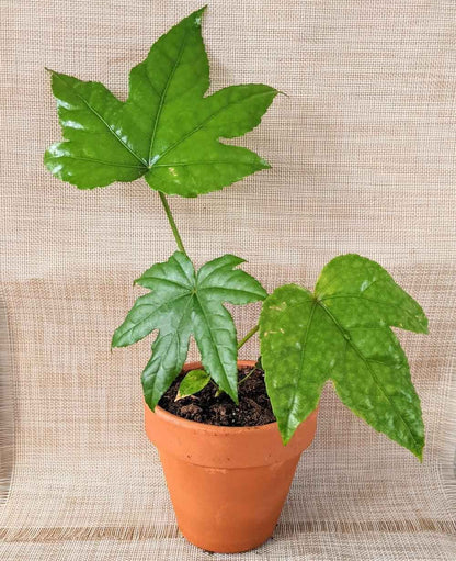 Fatsia Japonica 'Japanese Aralia' Seeds - Tampa Home & Garden Store