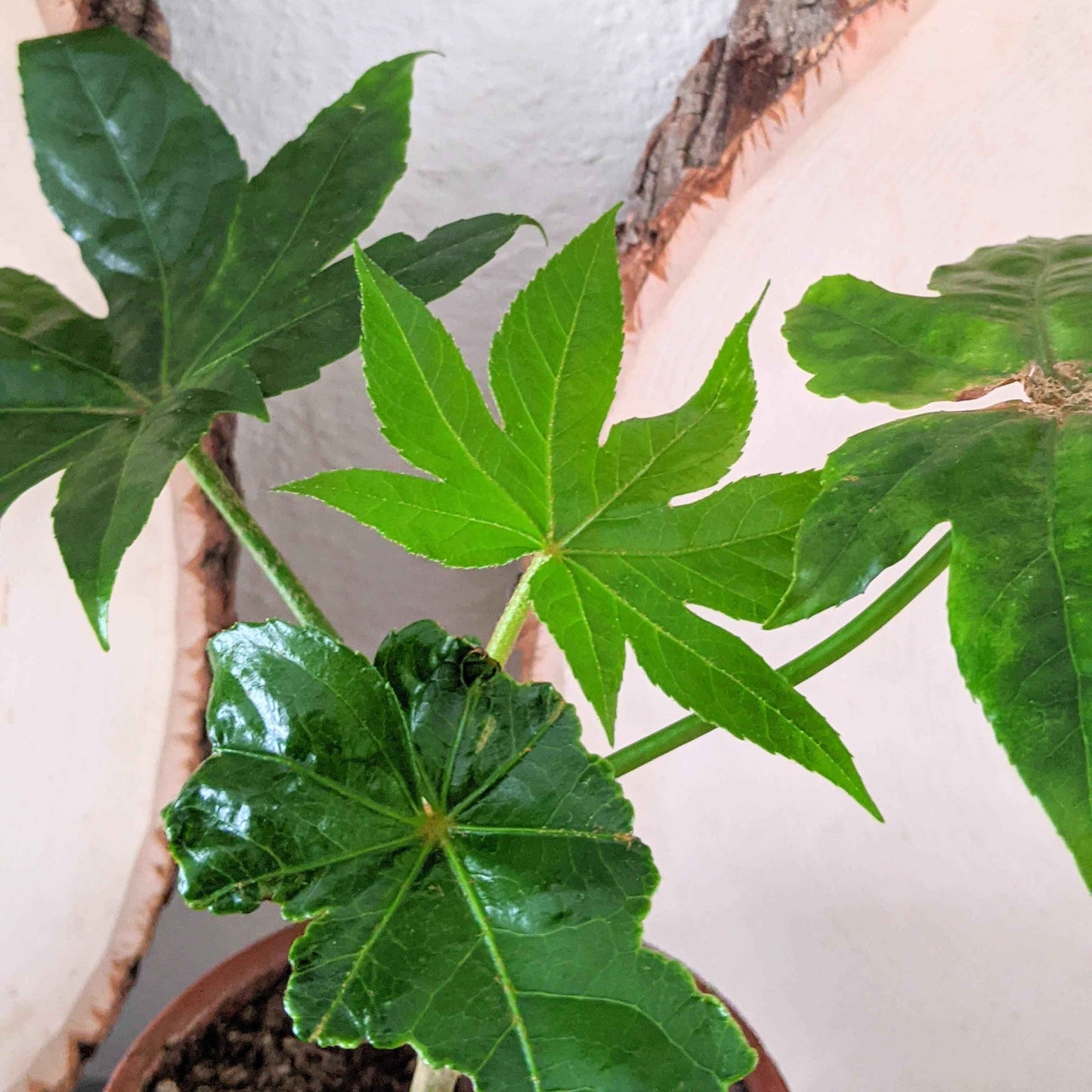 Fatsia Japonica 'Japanese Aralia' Seeds - Tampa Home & Garden Store