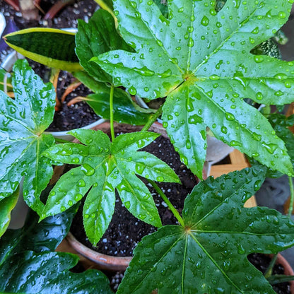 Fatsia Japonica 'Japanese Aralia' Seeds - Tampa Home & Garden Store