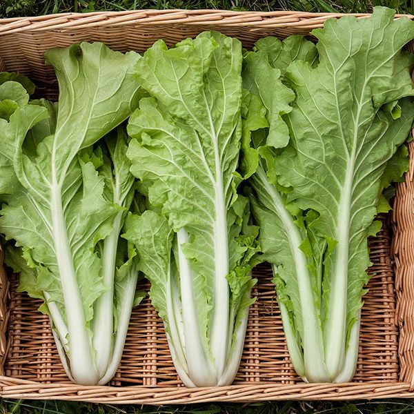 Tokyo Bekana Asian Greens leafy greens with white stems Seedtime Store seeds 3 bunches on Tampa Home & Garden Store