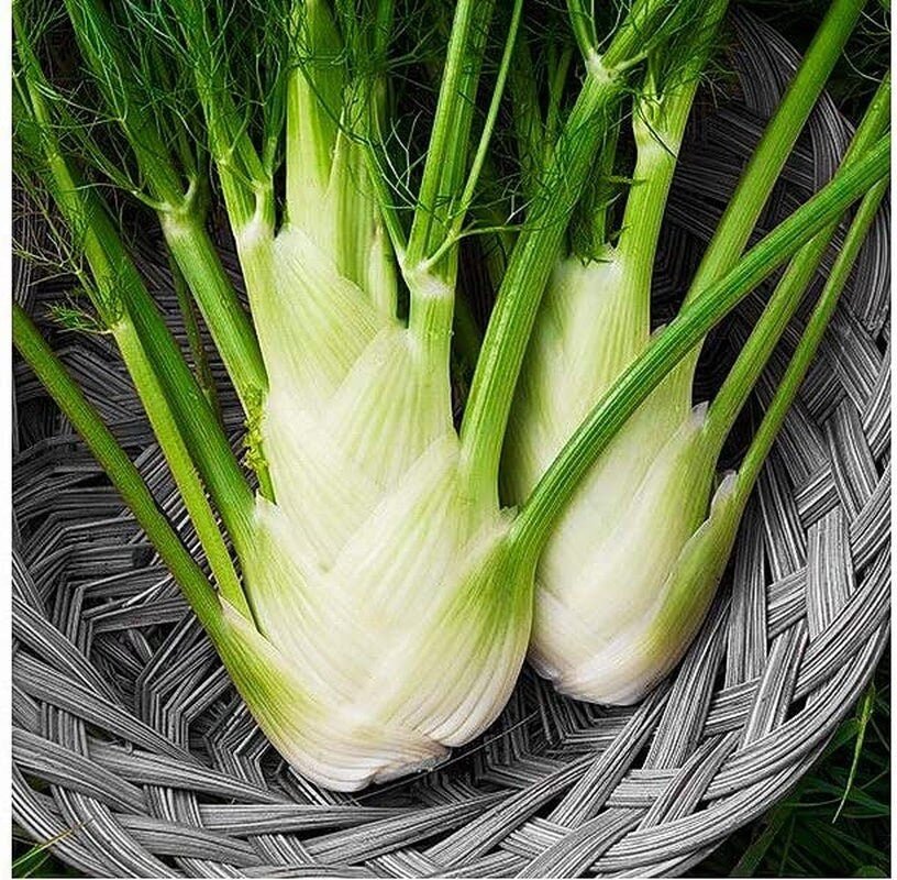 Fennel Florence - 200 Seeds - Non-Gmo Heirloom - Tampa Home & Garden Store