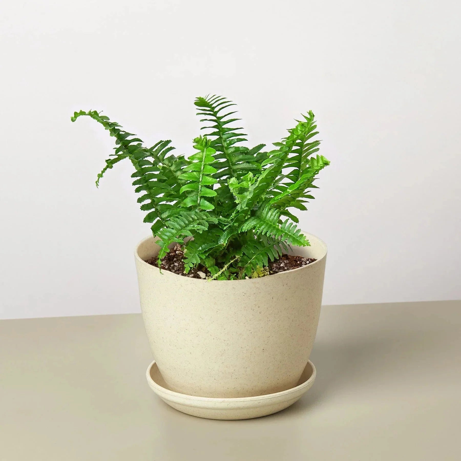 Jester's Crown Fern indoor potted houseplant beige ceramic pot House Plant Shop on Tampa Home & Garden Store