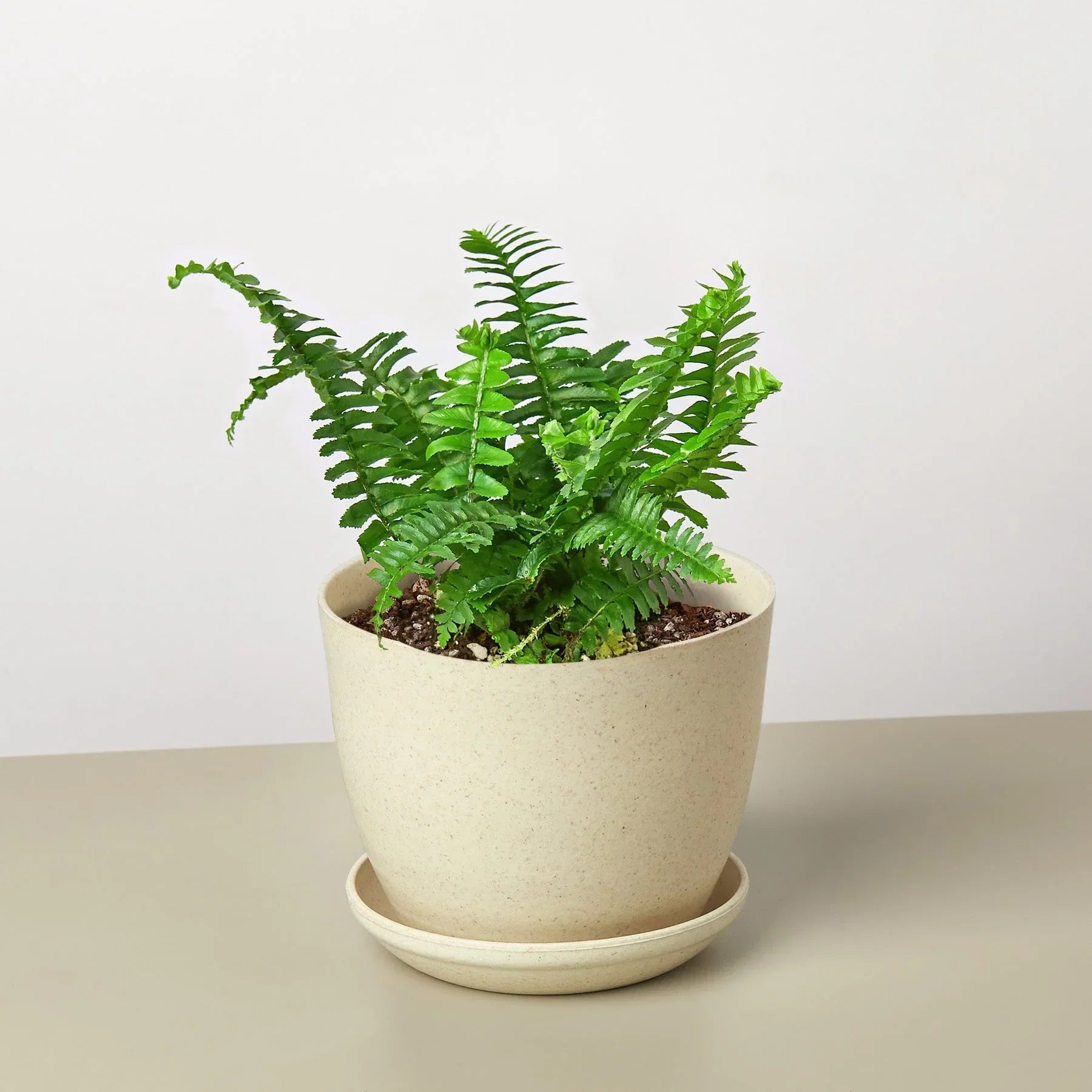 Jester's Crown Fern indoor plant with bright green fronds in a beige pot on Tampa Home & Garden Store
