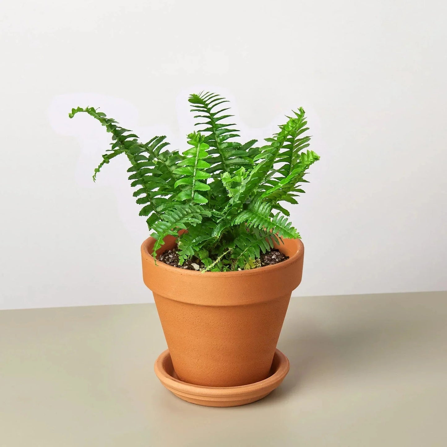 Jester's Crown Fern indoor plant with vibrant green fronds in a terracotta pot on Tampa Home & Garden Store