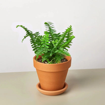 Jester's Crown Fern indoor plant with vibrant green fronds in a terracotta pot on Tampa Home & Garden Store