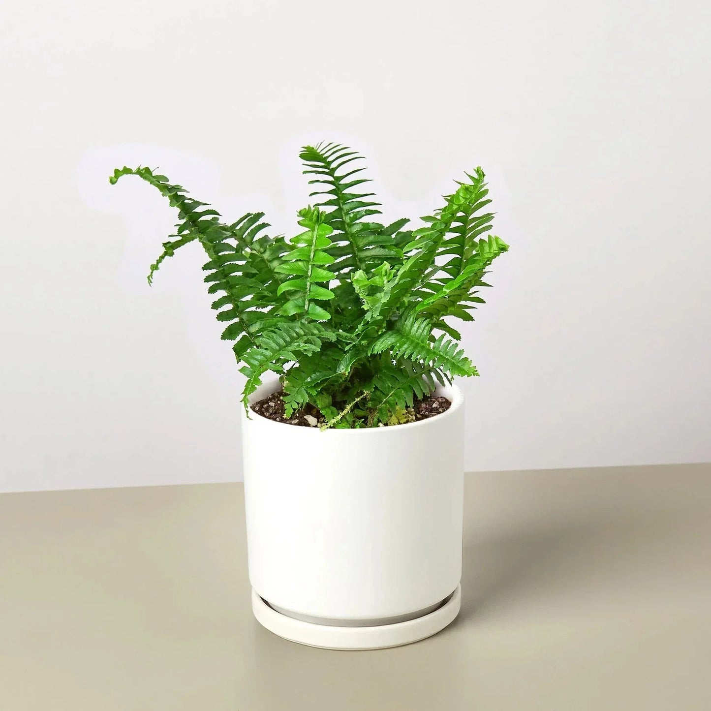 Jester's Crown Fern indoor plant in white ceramic pot with lush green fronds House Plant Shop on Tampa Home & Garden Store