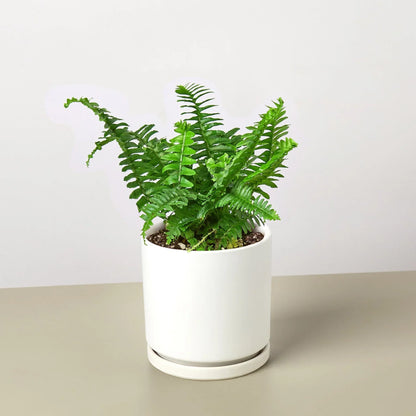 Jester's Crown Fern indoor plant with bright green fronds in a white ceramic pot on Tampa Home & Garden Store
