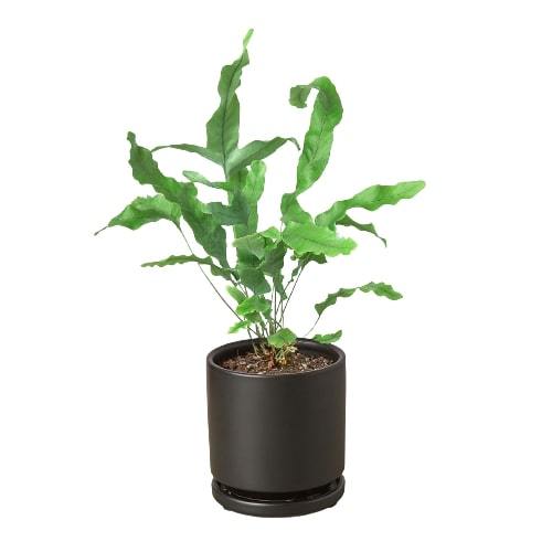 Fern Blue Star indoor plant by Rooted Treasures Farms in a black pot on Tampa Home & Garden Store