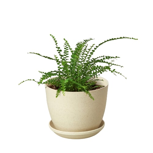 Fern Lemon Button indoor plant in a beige ceramic pot with saucer, Rooted Treasures Farms on Tampa Home & Garden Store