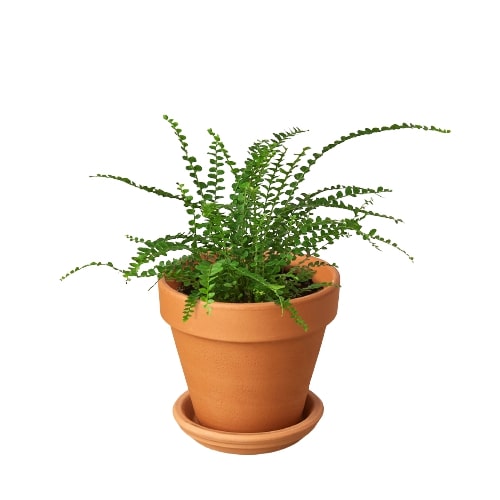 Fern Lemon Button indoor plant in a terracotta pot by Rooted Treasures Farms on Tampa Home & Garden Store
