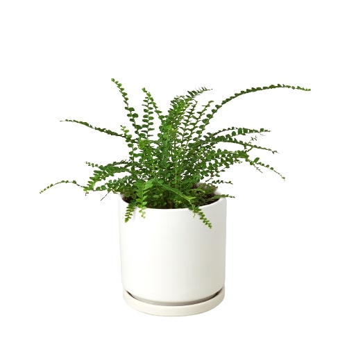 Fern Lemon Button indoor plant in white ceramic pot by Rooted Treasures Farms on Tampa Home & Garden Store