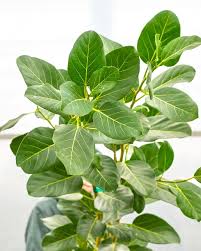 Ficus Audrey - Tampa Home & Garden Store