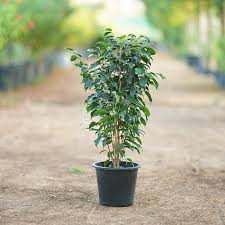 Ficus Benjamina Bush - Tampa Home & Garden Store