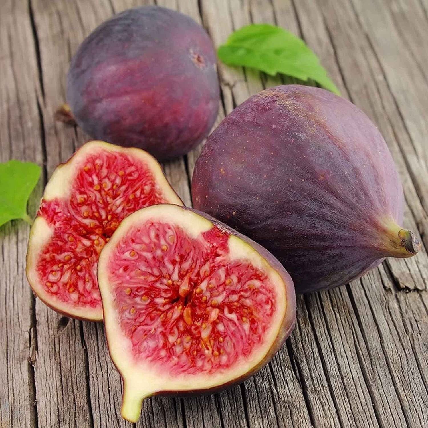 Ficus Carica Fig - 100 Seeds - Sweet Fruit Shrub Tree - Tampa Home & Garden Store
