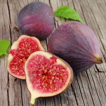 Ficus Carica Fig - 100 Seeds - Sweet Fruit Shrub Tree - Tampa Home & Garden Store