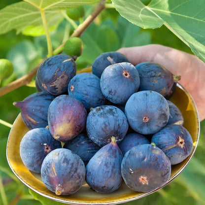 Ficus Carica Fig - 100 Seeds - Sweet Fruit Shrub Tree - Tampa Home & Garden Store