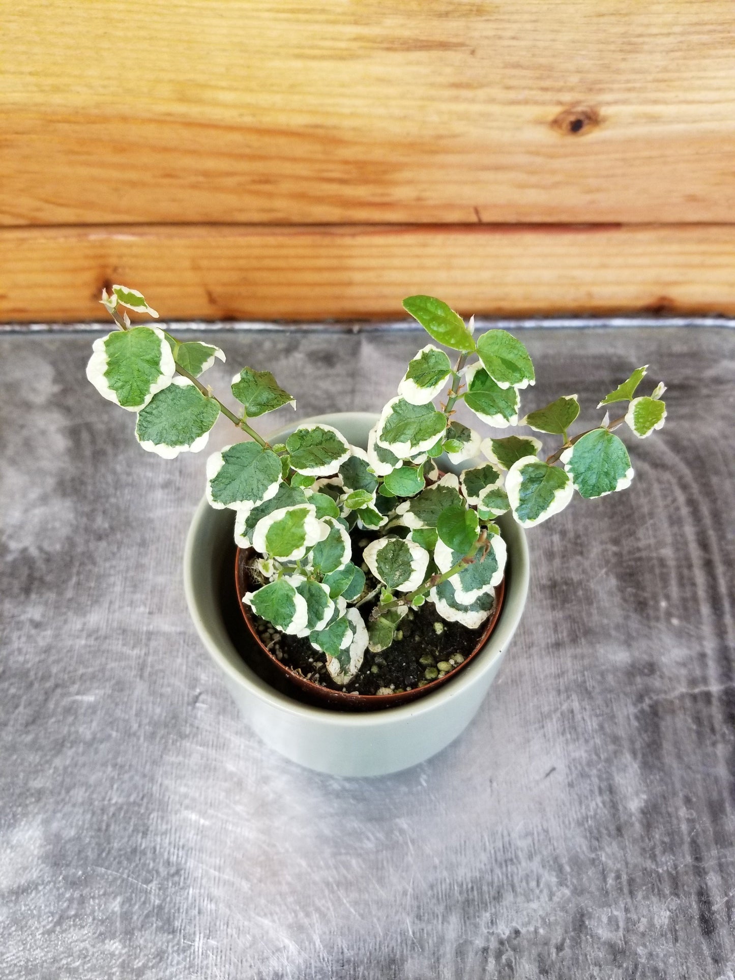 Ficus Pumila Variegated Creeping Fig, 2" Plant - Tampa Home & Garden Store