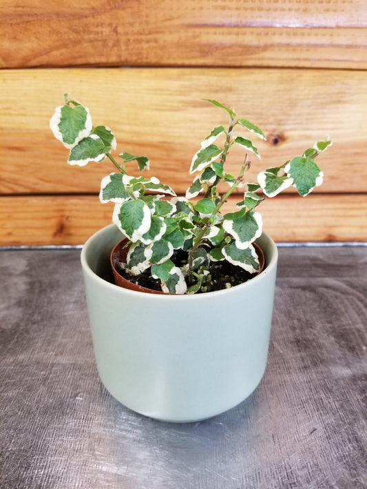 Ficus Pumila Variegated Creeping Fig, 2" Plant - Tampa Home & Garden Store