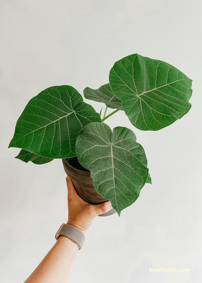 Rock Fig Tree (Ficus petiolaris)