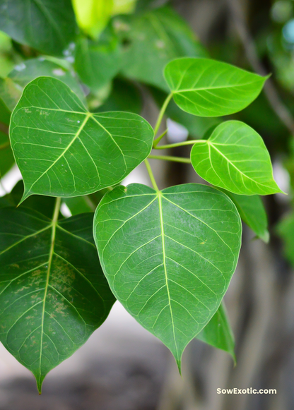 Rock Fig Tree (Ficus petiolaris)