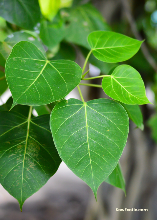 Rock Fig Tree (Ficus petiolaris)