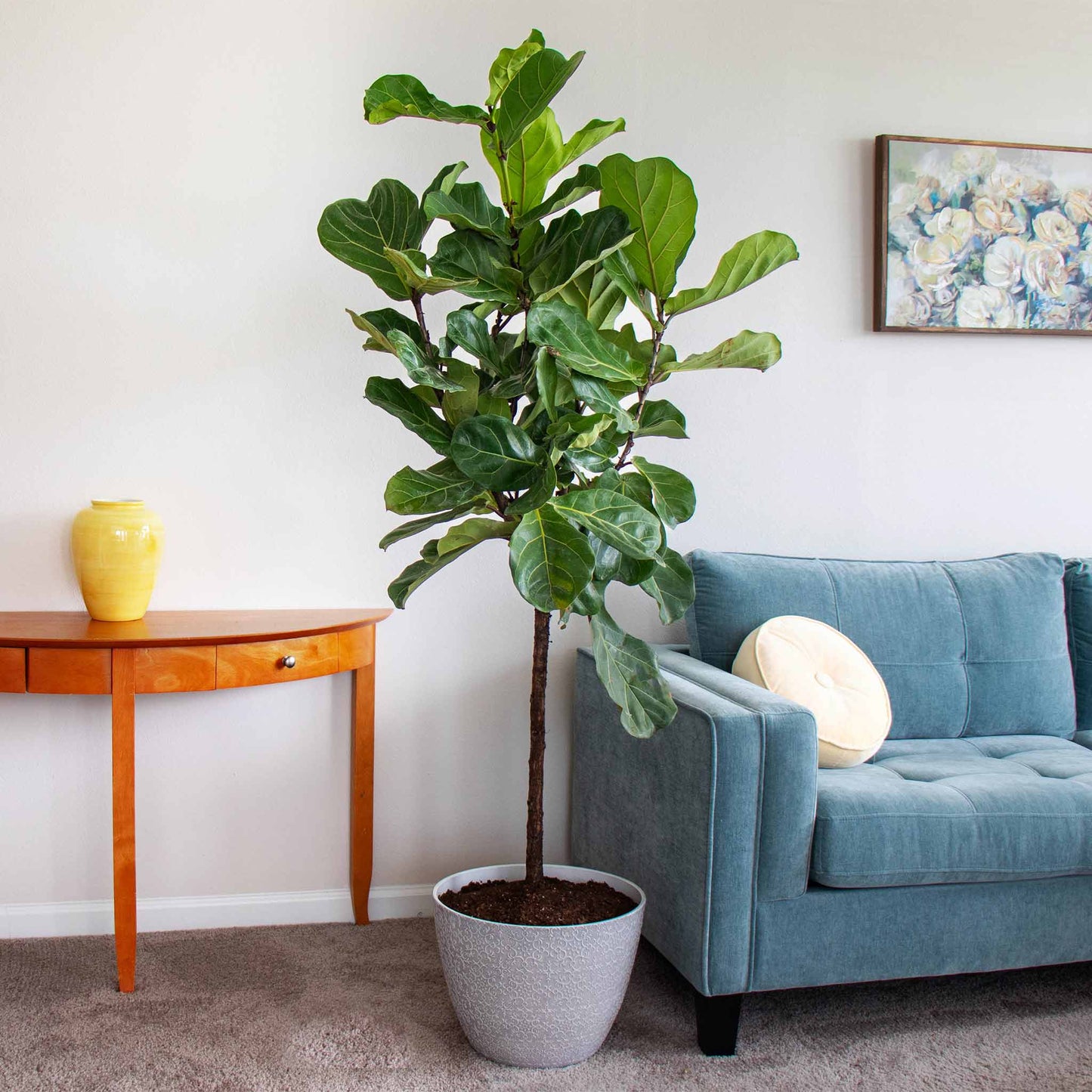Fiddle Leaf Fig Tree indoor plant with large glossy leaves in a grey pot by a yellow vase on Tampa Home & Garden Store