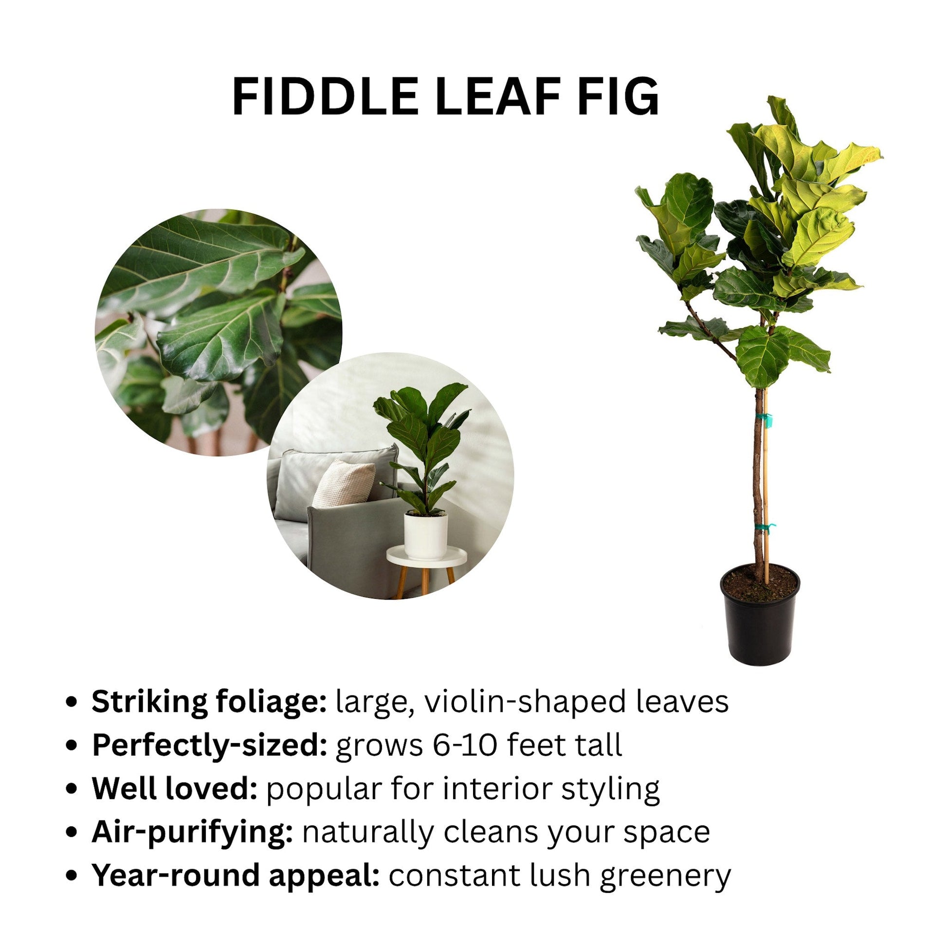 Fiddle Leaf Fig Tree plant by Live Good Logistics in black pot with stake; indoor plant on Tampa Home & Garden Store