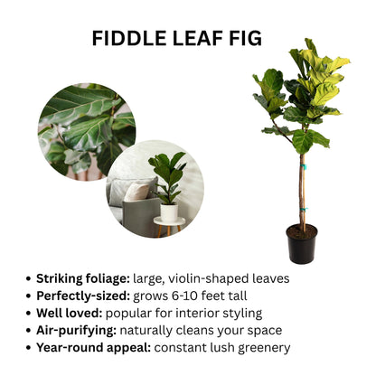 Fiddle Leaf Fig Tree plant by Live Good Logistics in black pot with stake; indoor plant on Tampa Home & Garden Store