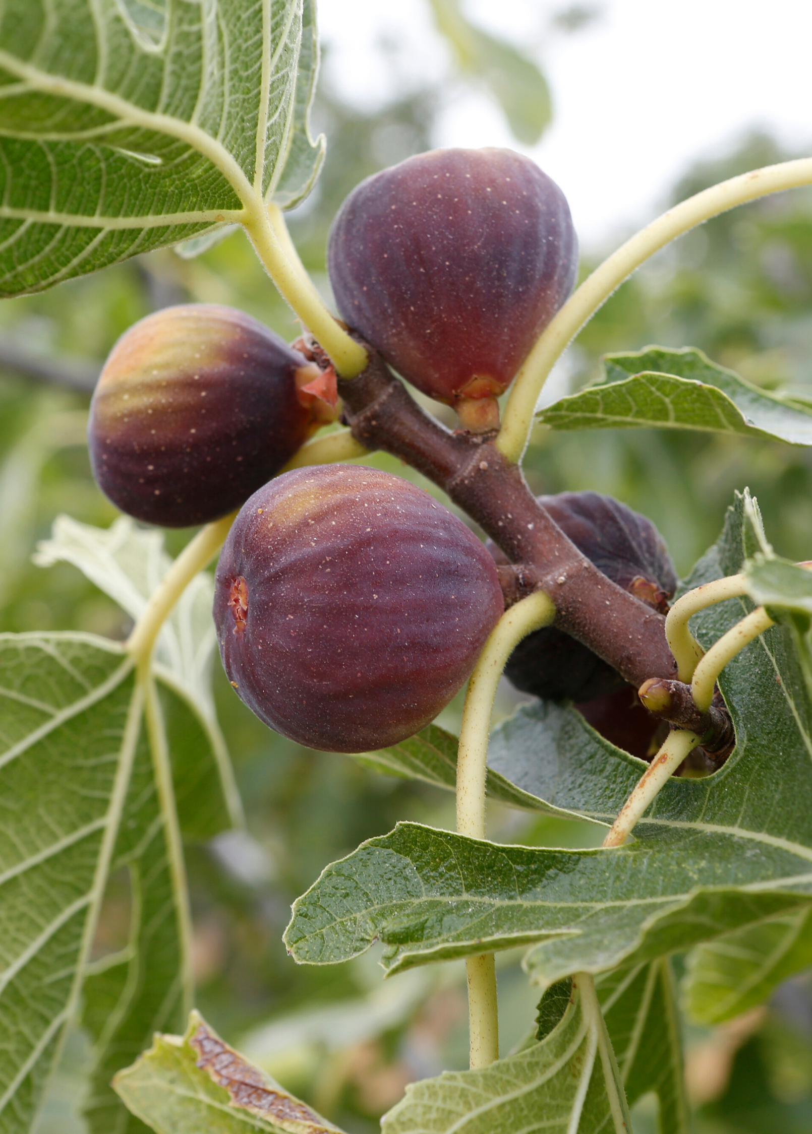 Fig 'Olympian' (Ficus carica) - Tampa Home & Garden Store