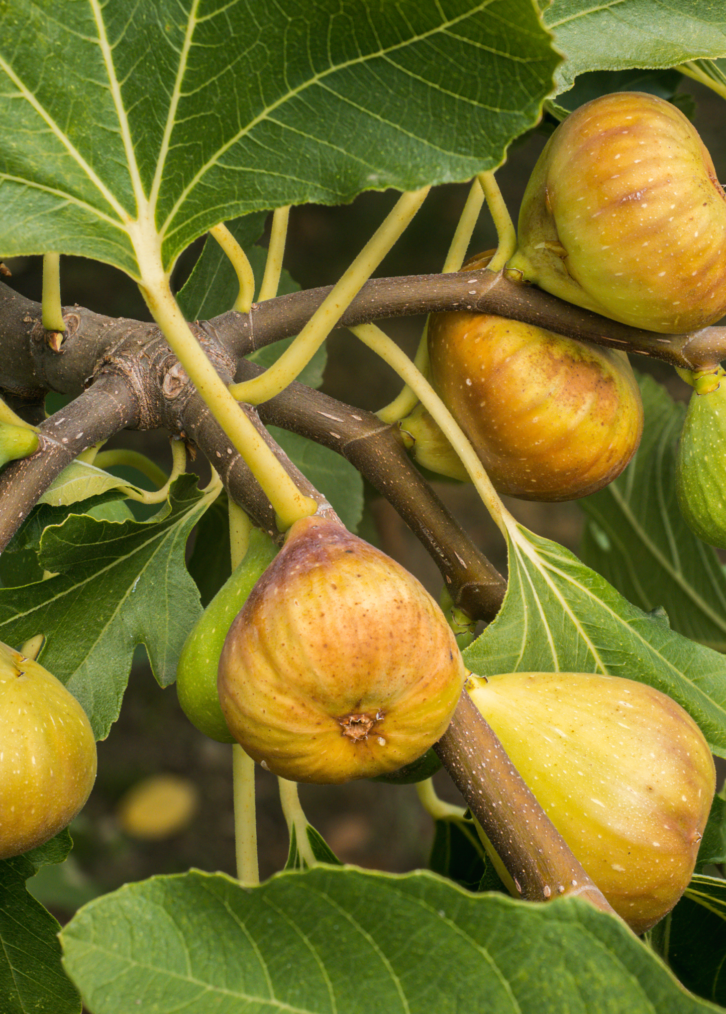 Fig 'Yellow Long Neck' (Ficus carica) - Tampa Home & Garden Store