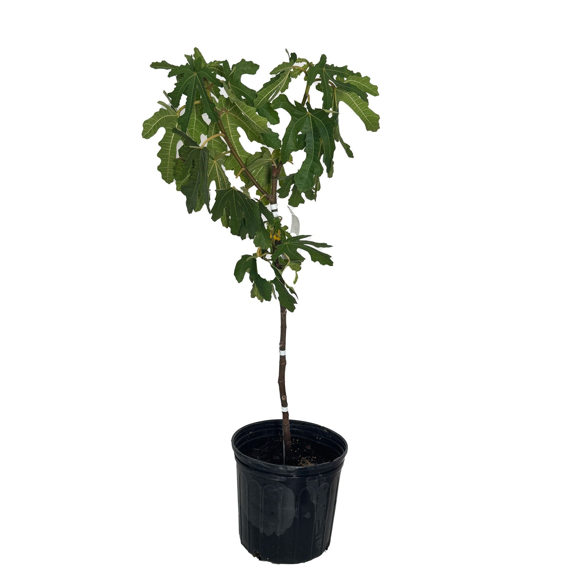 Black Mission Fig plant with lobed green leaves in a black nursery pot on Tampa Home & Garden Store