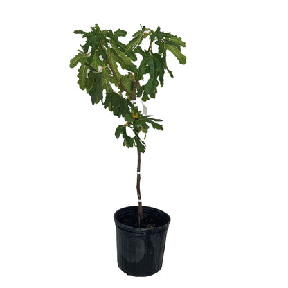Black Mission Fig plant with lobed green leaves in a black nursery pot on Tampa Home & Garden Store