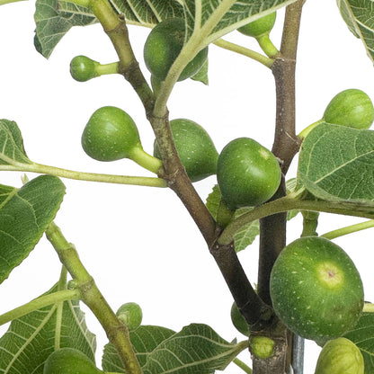 Fignominal Fig plant with green figs on woody stems by Live Good Logistics on Tampa Home & Garden Store
